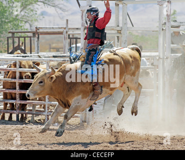 Socorro, New Mexico, USA. Teilnahme an der Bullenreiten Wettbewerb während der jährlichen Rodeo Konkurrent. Stockfoto