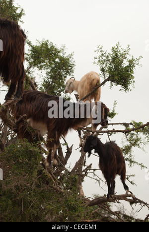 Ziegen in Marokko Stockfoto