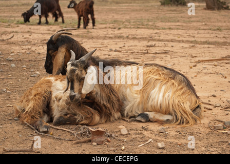 Ziegen in Marokko Stockfoto