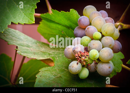 USA, Oregon, Keizer, Pinot Gris Trauben im Hinterhof Stockfoto