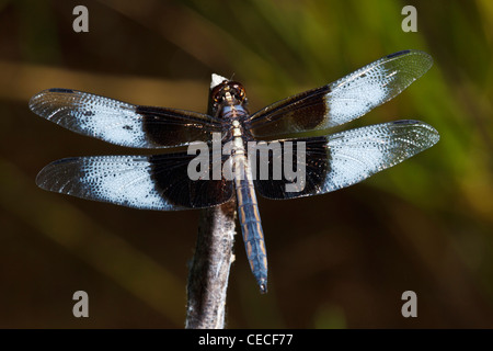 Westen Eugene Feuchtgebiete, ein männlicher Witwe Abstreicheisen (Libellula Luctuosa), Eugene, Oregon, USA Stockfoto