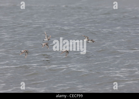 Weißes-rumped Strandläufer (Calidris Fuscicollis) strömen im Winterkleid fliegen über Wasser in Ushuaia, Feuerland, Argentinien. Stockfoto
