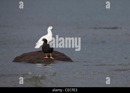 Seetang Gans (Chloephaga Hybrida Hybrida) weiblich (vorne) und männlich (hinten) auf einem Felsen in Ushuaia, Feuerland, Argentinien Stockfoto