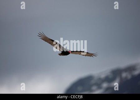 Türkei-Geier (Cathartes Aura Jota), gemäßigten Süden Unterarten im Flug in Ushuaia, Feuerland, Argentinien Stockfoto