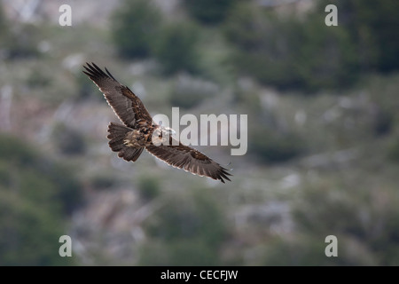 Schwarz-chested Bussard-Eagle (Geranoaetus Melanoleucus Australis), unreif Gefieder im Flug Stockfoto