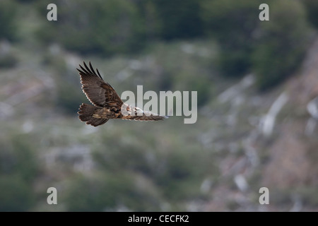 Schwarz-chested Bussard-Eagle (Geranoaetus Melanoleucus Australis), unreif Gefieder im Flug Stockfoto