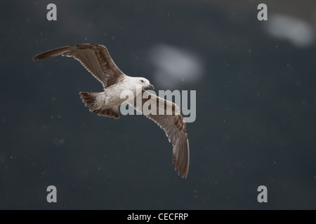 Kelp Gull (Larus Dominicanus Dominicanus) erste Sommer Gefieder während des Fluges in Ushuaia, Feuerland, Argentinien Stockfoto