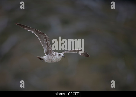 Kelp Gull (Larus Dominicanus Dominicanus) erste Sommer Gefieder während des Fluges in Ushuaia, Feuerland, Argentinien Stockfoto