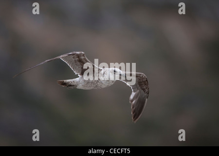 Kelp Gull (Larus Dominicanus Dominicanus) erste Sommer Gefieder während des Fluges in Ushuaia, Feuerland, Argentinien Stockfoto