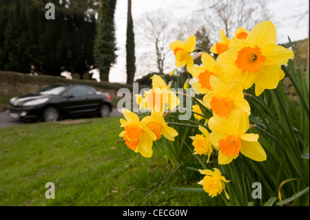 Farbenfrohe Anzeige gelb orange Blumen (schönen blühenden Narzissen oder Narzissen) wächst auf der Straße (& Auto) - Yorkshire, England, UK. Stockfoto