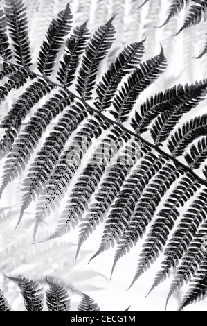 Dicksonia Antarctica. Weicher Baumfarn Wedel Muster. Schwarzweiß Stockfoto