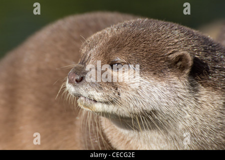 Ein Porträt von einem Oriental Short-Clawed Otter Stockfoto