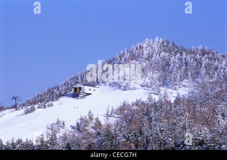 Schnee-bedeckten Bergen, Shiga Kogen, Präfektur Nagano, Japan Stockfoto