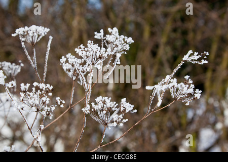 Frost auf Kuh Petersilie, Anthriscus sylvestris Stockfoto