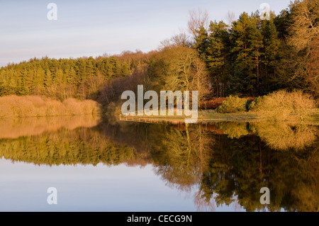 Landschaftlich schöne Landschaft - Woodland Bäume (helle Herbst Farbe) spiegelt sich auf noch, ruhigem Wasser - swinsty Reservoir, North Yorkshire, England, UK. Stockfoto