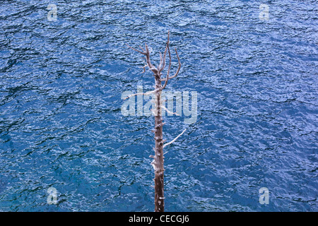 Latschenkiefer (Pinus Uncinata) und Cavallers Seefläche. Pyrenäen. Lleida. Katalonien. Spanien. Stockfoto