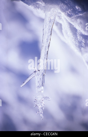 Eiszapfen, Shiga-Kogen, Präfektur Nagano, Japan Stockfoto