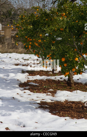 Orangenbäume im Winterschnee Mallorca-Mallorca-Spanien Stockfoto