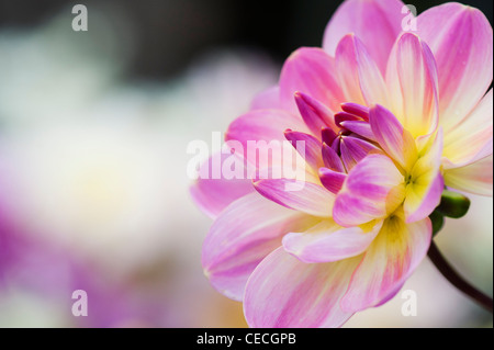 Dahlie "Oriental Dream" Blume. Seerose-Dahlie. Stockfoto