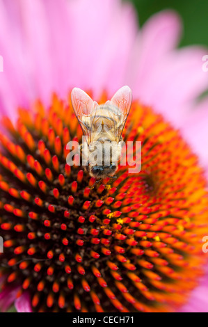 Honigbiene, die Fütterung auf eine Echinacea Purpurea Sonnenhut Stockfoto