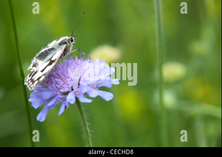 Melanargia galathea. Marmor weiß Schmetterling auf Feld-witwenblume Blume in der englischen Landschaft Stockfoto