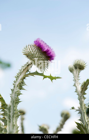 Onopordum Acanthium. Eselsdistel Stockfoto