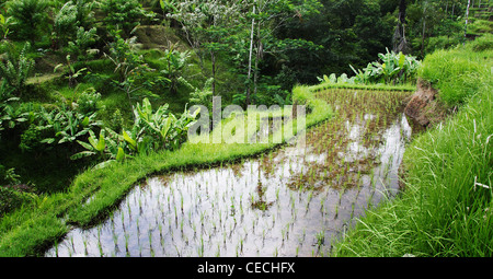 Reisfelder auf dem Lande in Bali. Wasser gefüllt Terrassen mit kleine Sämlinge von Reis in Zeilen aus einer erhöhten Perspektive betrachtet. Stockfoto