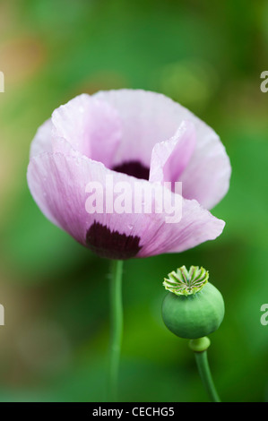 Papaver Somniferum Mohn in einem englischen Garten Stockfoto