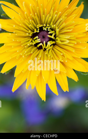 Rudbeckia Hirta "Cherokee Sunset". Sonnenhut, Sonnenhut Stockfoto