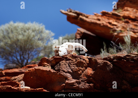 Ziege Schädel in Felsen, West-Australien outback Stockfoto
