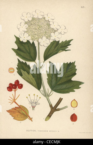 Guelder Rose, Viburnum Opulus. Stockfoto