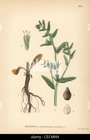 Bereich Gromwell, Lithospermum Arvense. Stockfoto