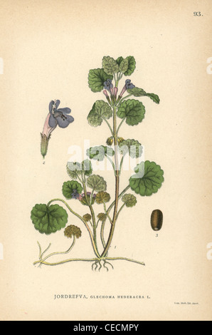 Ground Ivy, Glechoma Hederacea. Stockfoto