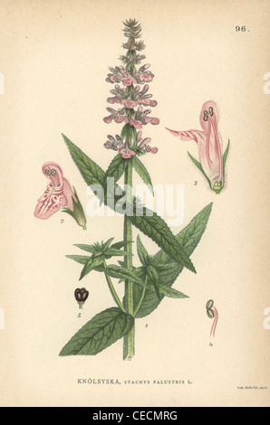 Marsh Woundwort, Niederwendischen Palustris. Stockfoto