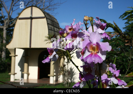 Rosa Orchideen Blüte außen Tortuguero Dorfkirche, Costa Rica Stockfoto