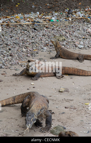 Drei Komodo Drachen (Varanus Komodoensis) entspannen und posieren für den Schuss auf den Strand von Rincah, Komodo National Park Stockfoto