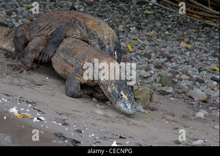 Ein paar der Komodo-Warane Paarung am Strand Rincah, Horse Shoe Bay Nationalpark Komodo, Indonesien. Stockfoto