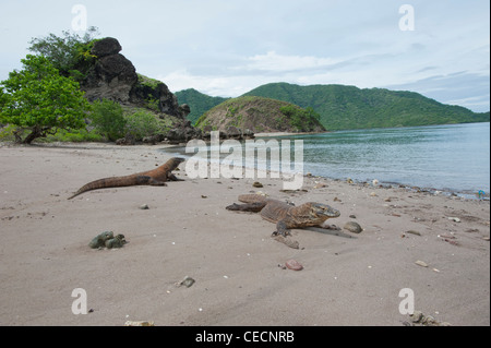 Ein paar der Komodo-Waran, Varanus Komodoensis, Ausruhen am Strand Rincah auf Komodo National Park, Indonesien Stockfoto