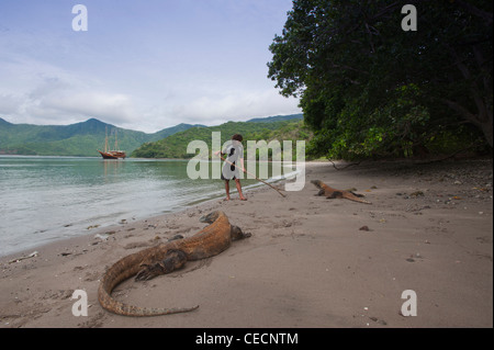 Ein paar der Komodo-Warane eine Rast am Strand. Unser Guide, um sicherzustellen, dass wir alle Zeit sicher sind. Stockfoto