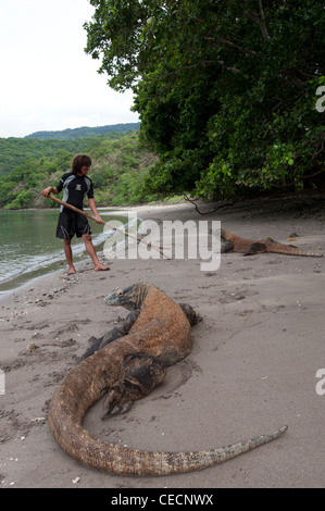 Ein paar der Komodo-Warane eine Rast am Strand. Unser Guide, um sicherzustellen, dass wir alle Zeit sicher sind. Stockfoto