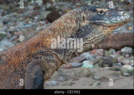 Ein Komodowaran von Komodo National Park, Indonesien. Varanus Komodoensis. Eine riesige Waran Gift. Eine geschützte Tierart Stockfoto