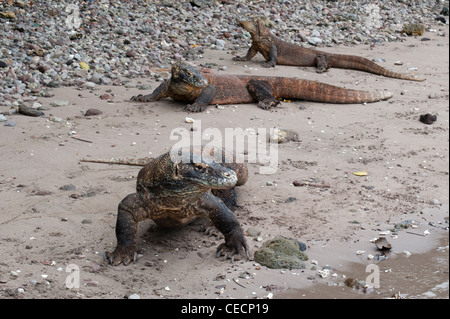 Drei Komodo Drachen (Varanus Komodoensis) entspannen und posieren für den Schuss auf den Strand von Rincah, Komodo National Park Stockfoto