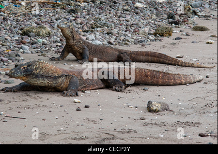 Ein paar der Komodo-Waran, Varanus Komodoensis, Ausruhen am Strand Rincah auf Komodo National Park, Indonesien Stockfoto