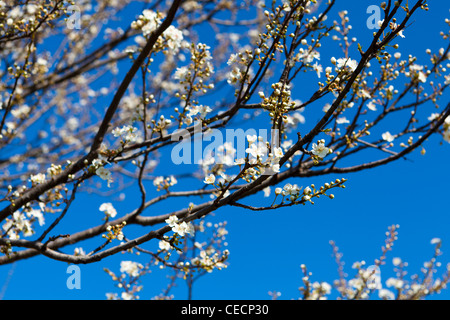 Frühlingsblumen auf einem Baum Stockfoto