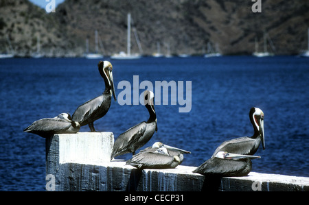 Braune Pelikane (Pelecanus Occidentalis) sonnen sich in Baja California, Mexiko. Stockfoto