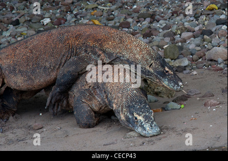 Ein paar der Komodo-Warane Paarung am Strand Rincah, Horse Shoe Bay Nationalpark Komodo, Indonesien. Stockfoto