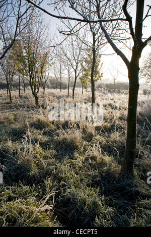 Blick über Dick beschichtete mattierte Gräsern und Bäumen an einem frischen, klaren und sonnigen Wintermorgen. Stockfoto