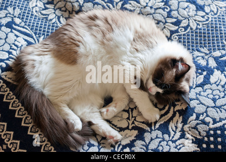 Ragdoll Katze schlafend auf Bett coverg Stockfoto