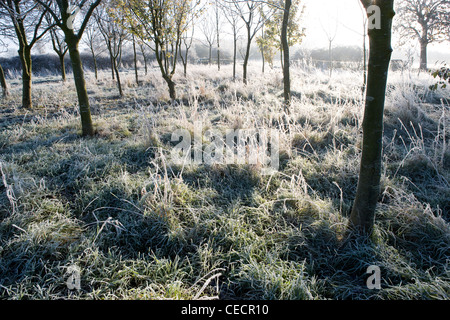 Blick auf dick beschichtete mattierte Gräsern und Bäumen an einem knackig und klaren sonnigen Wintermorgen. Stockfoto