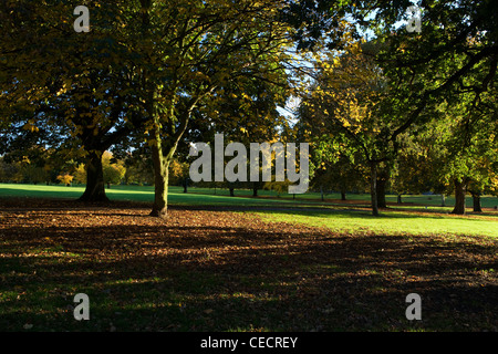 Blick über Seilösen Park durch die Bäume. Die Sonne scheint ziemlich Schatten auf die Bäume und Laub zu schaffen. Stockfoto